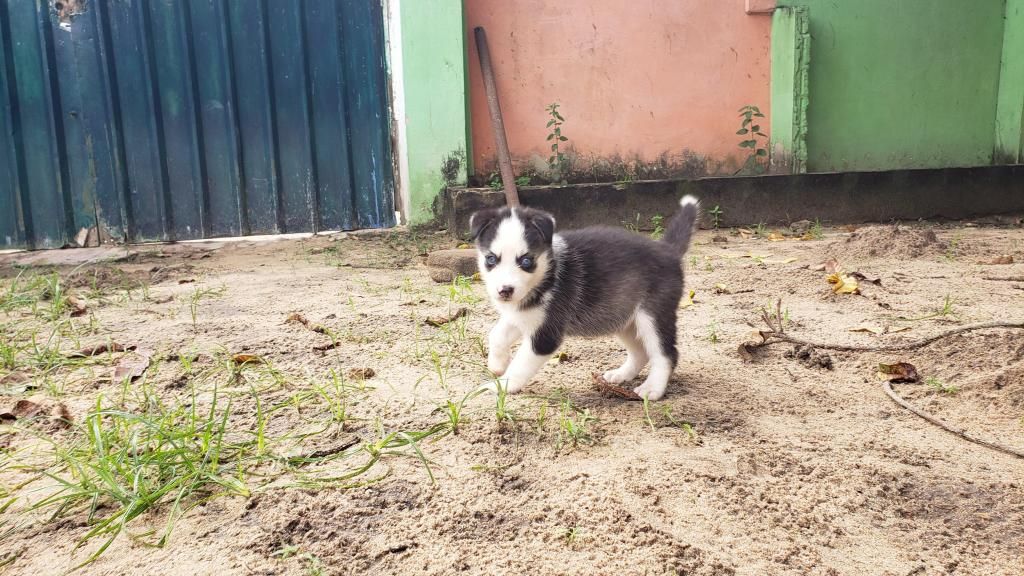 Se vende perrita Husky Siberiana