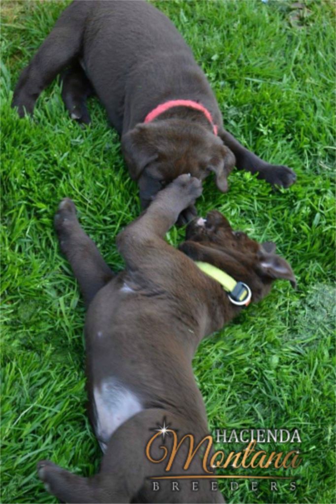 VENTA DE CACHORROS LABRADOR CHOCOLATE EN VILLAVICENCIO