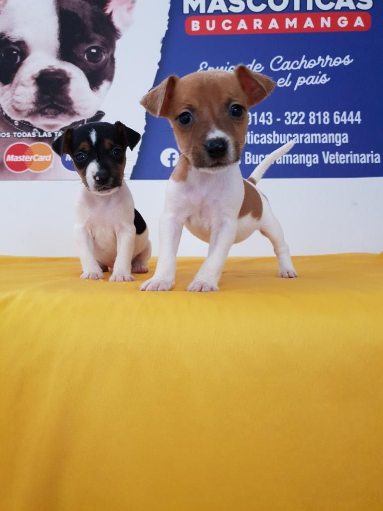 Vendemos Jack Russell Garatizados