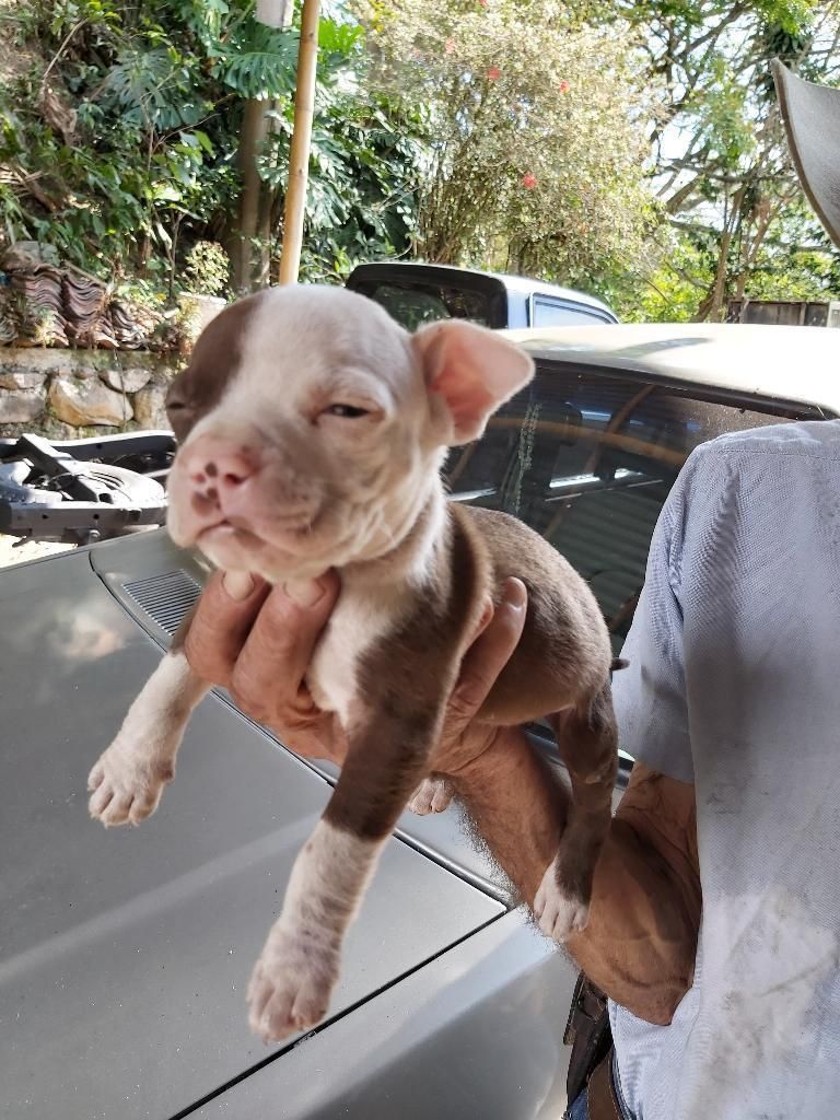 Vendo Cachorro Pitbull Stanford