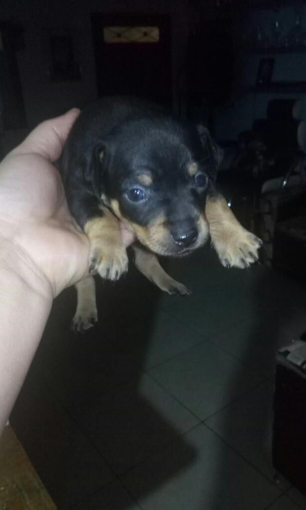 Vendo Cachorros Pincher