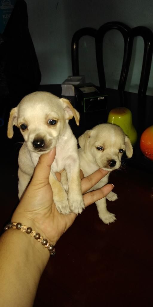 Vendo Cachorros Pincher