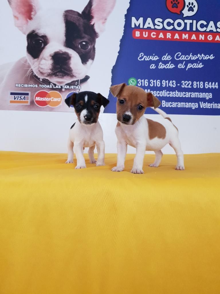 Vendo Excelentes Jack Russell Terrierrss