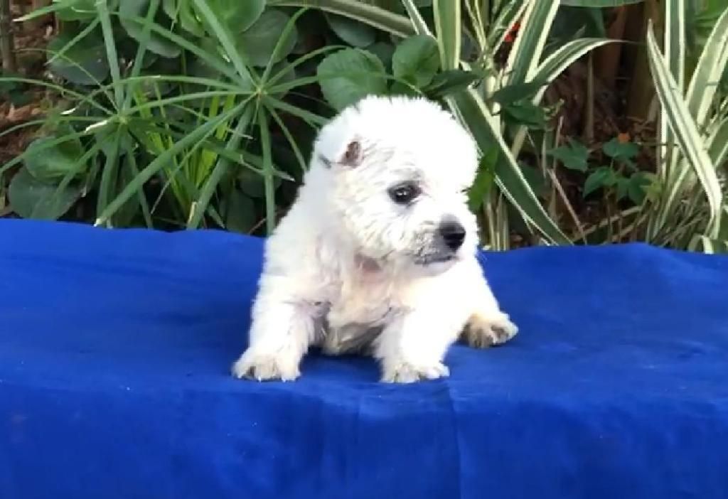 West Highland Terrier Macho Bello