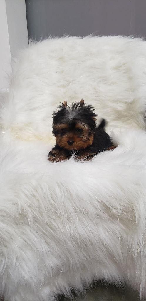 Yorkshire Terrier Hembra Mini