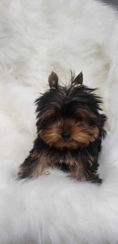 Yorkshire Terrier Macho Mini