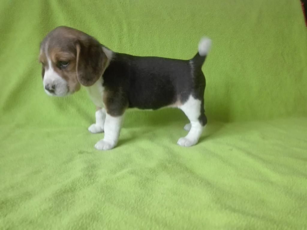 beagle tricolor