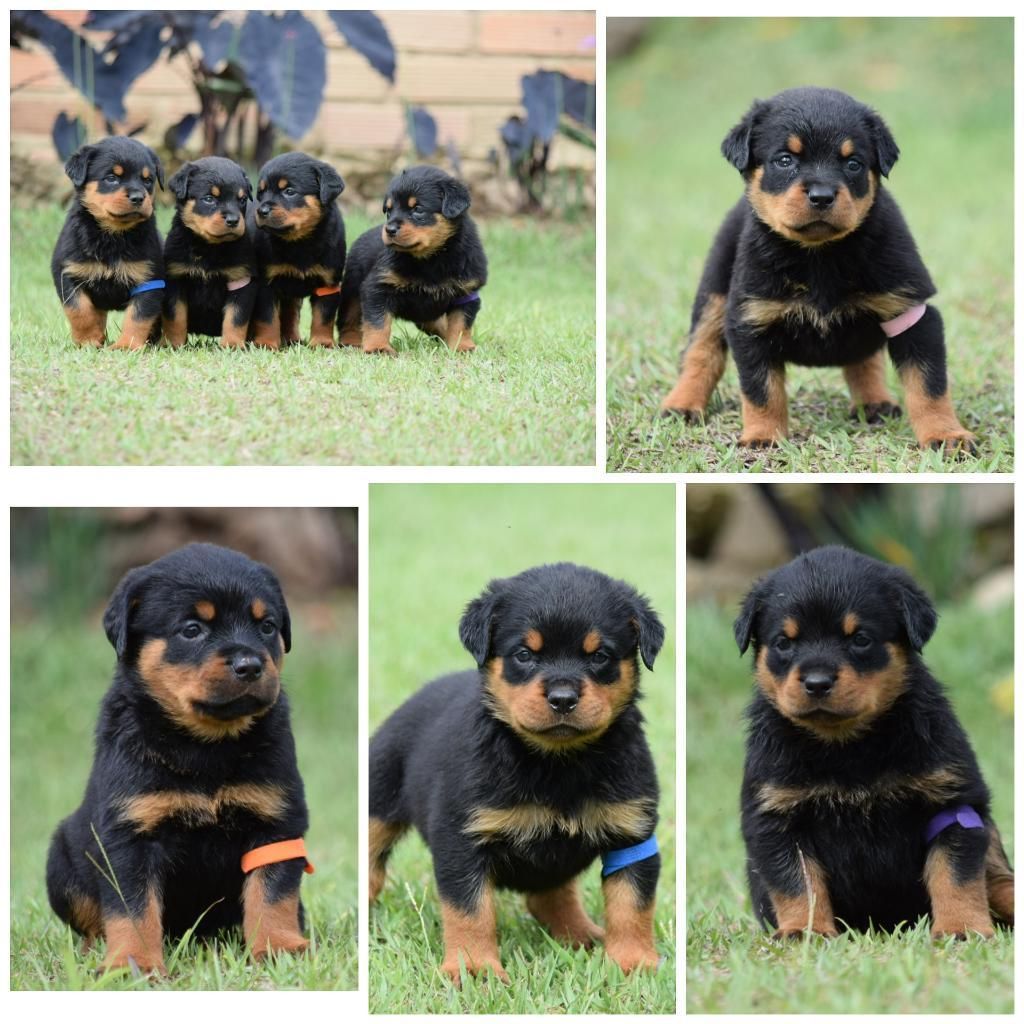 Últimas Rottweiler Hembras