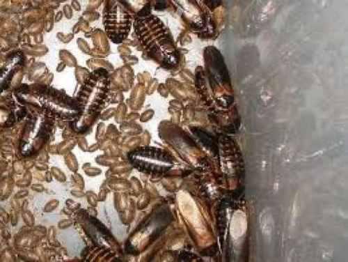 Alimento Vivo: Cucaracha Argentina, Blaptica Dubia