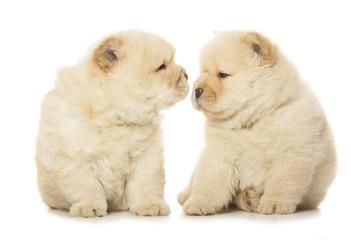 CHOW CHOW CACHORRITOS MACHOS Y HEMBRAS EN VENTA F