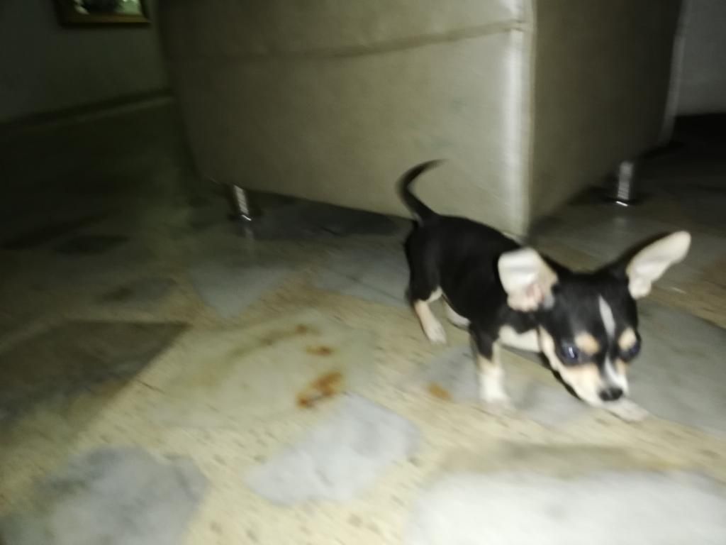 Cachorrito de Raza Chihuahua Tricolor
