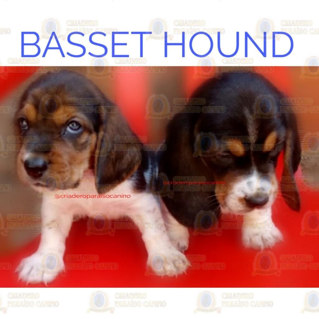 Cachorritos Basset Hound