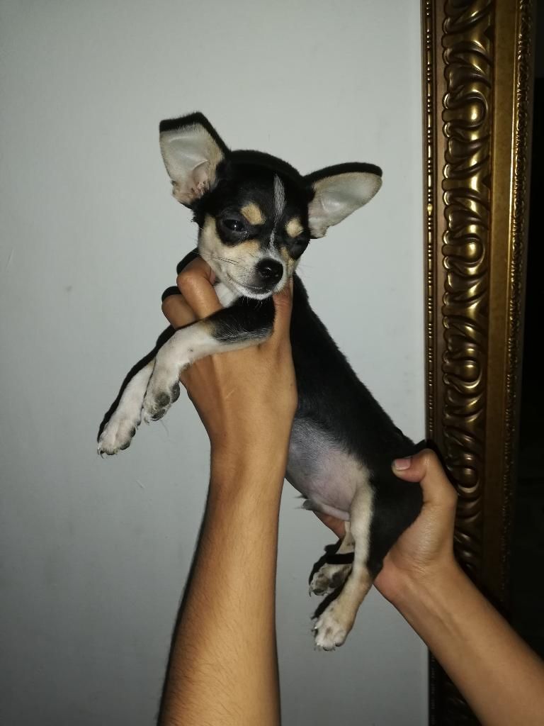 Chihuahua Tricolor Hermoso
