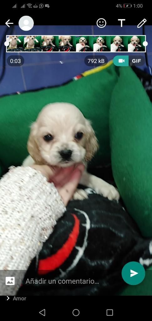 Cocker Spaniel X Hoy