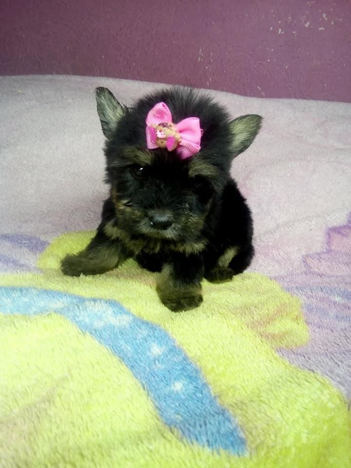 ESPECTACULARES YORKSHIRE TERRIER. DISPONIBLES Y