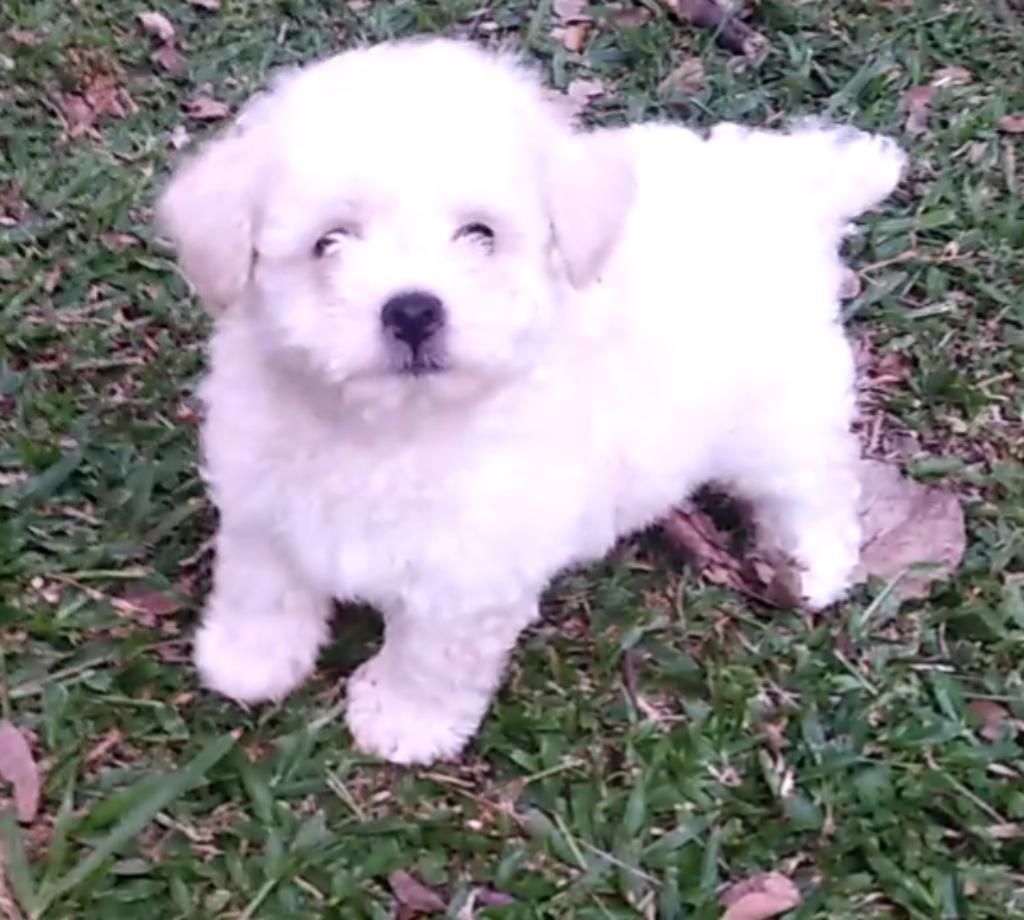 French Poodle Minitoy Super Peludos Myh