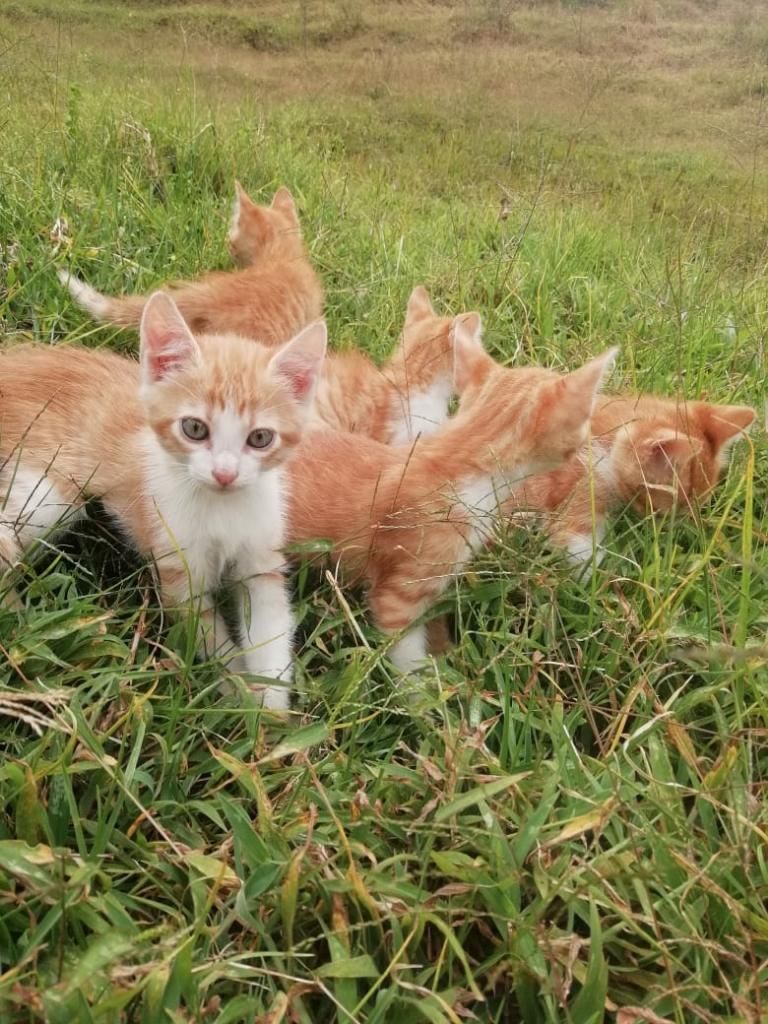 Gatos Angora