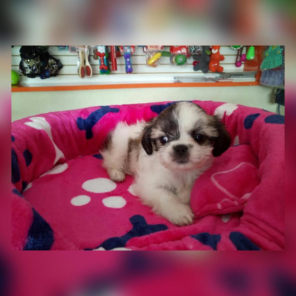 HERMOSOS Y MUY SALUDABLES SHIH TZU HEMBRAS Y MACHOS.