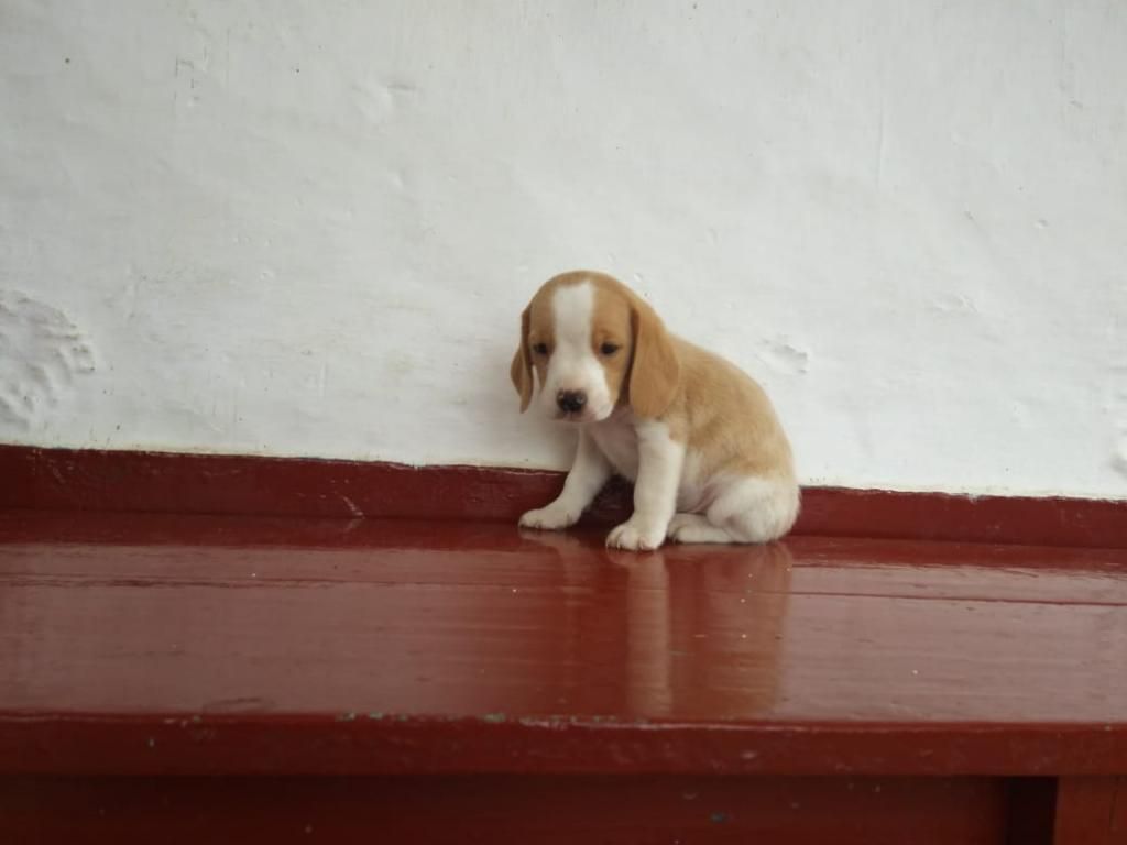 Hermosos Beagle