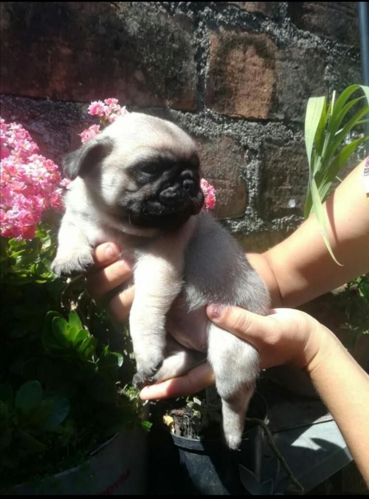 Hermosos Cachorritos Pugg