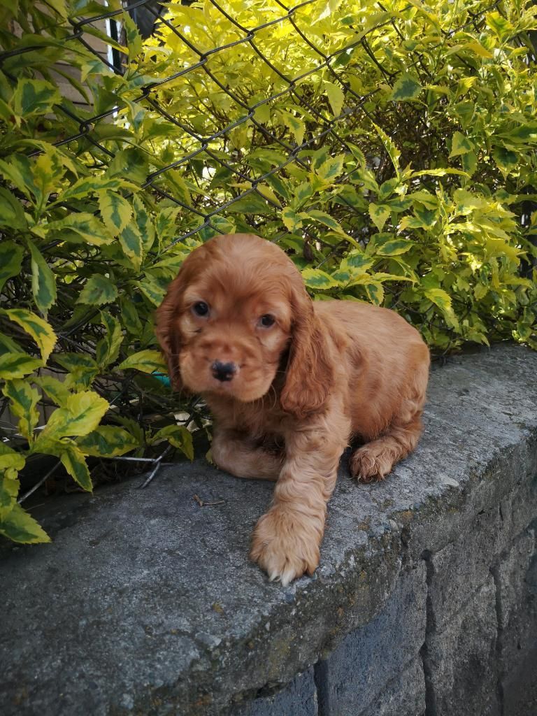 Hermosos Cocker Spaniel