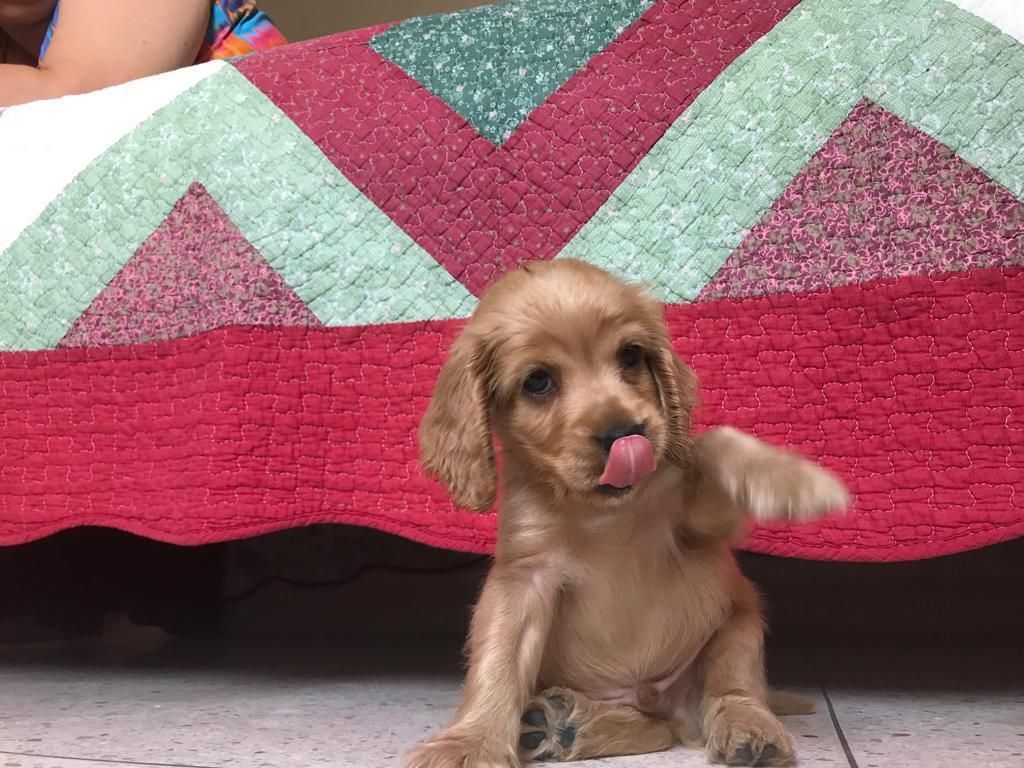 Hermosos Perros Raza Cocker Spaniel