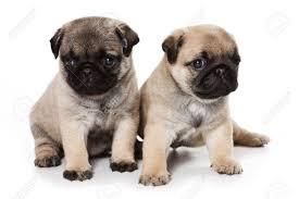 PUG CARLINO CACHORRO EN VENTA R
