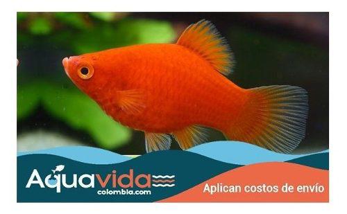 Pez Platy Para Acuarios Plantados Y Tropicales