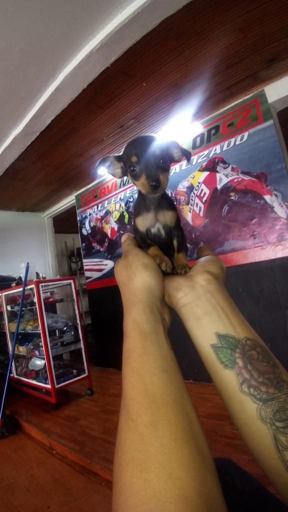 Pincher Cachorros Disponibles
