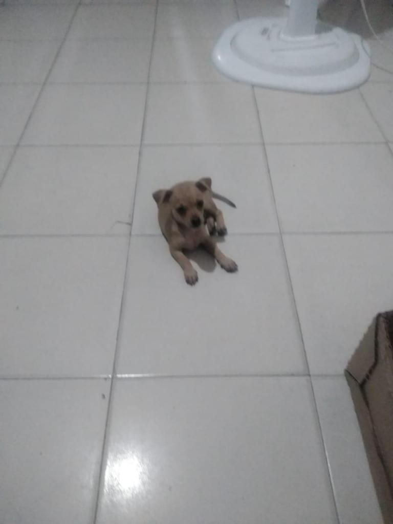 SE VENDE PINCHER CACHORRO DE 2 MESES