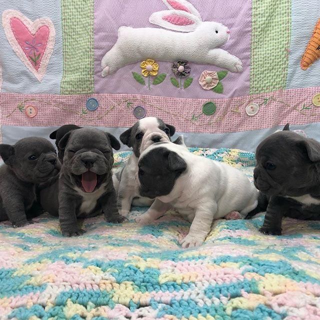 VENTA BULLDOG FRANCES------ BLUE