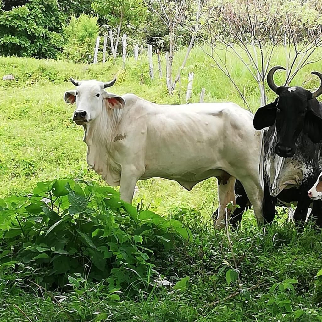 Venta de vaca y novilla Ceb