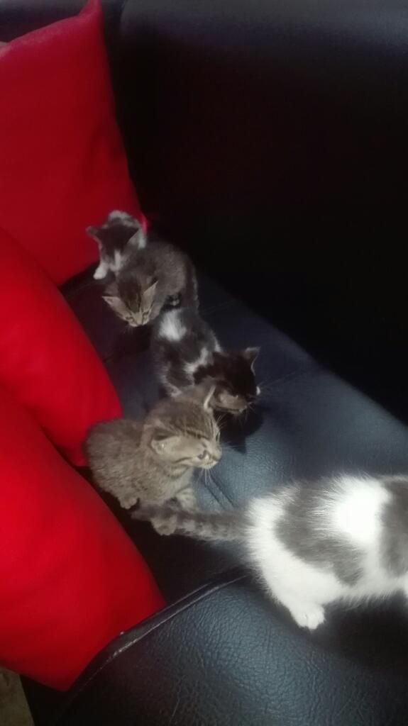 en Adopción Gaticos Lindos