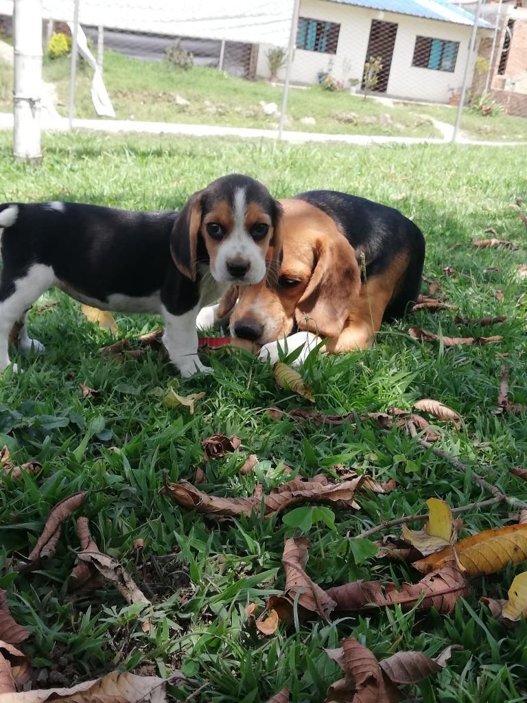 Beagle Tricolor Machos Y Hembras