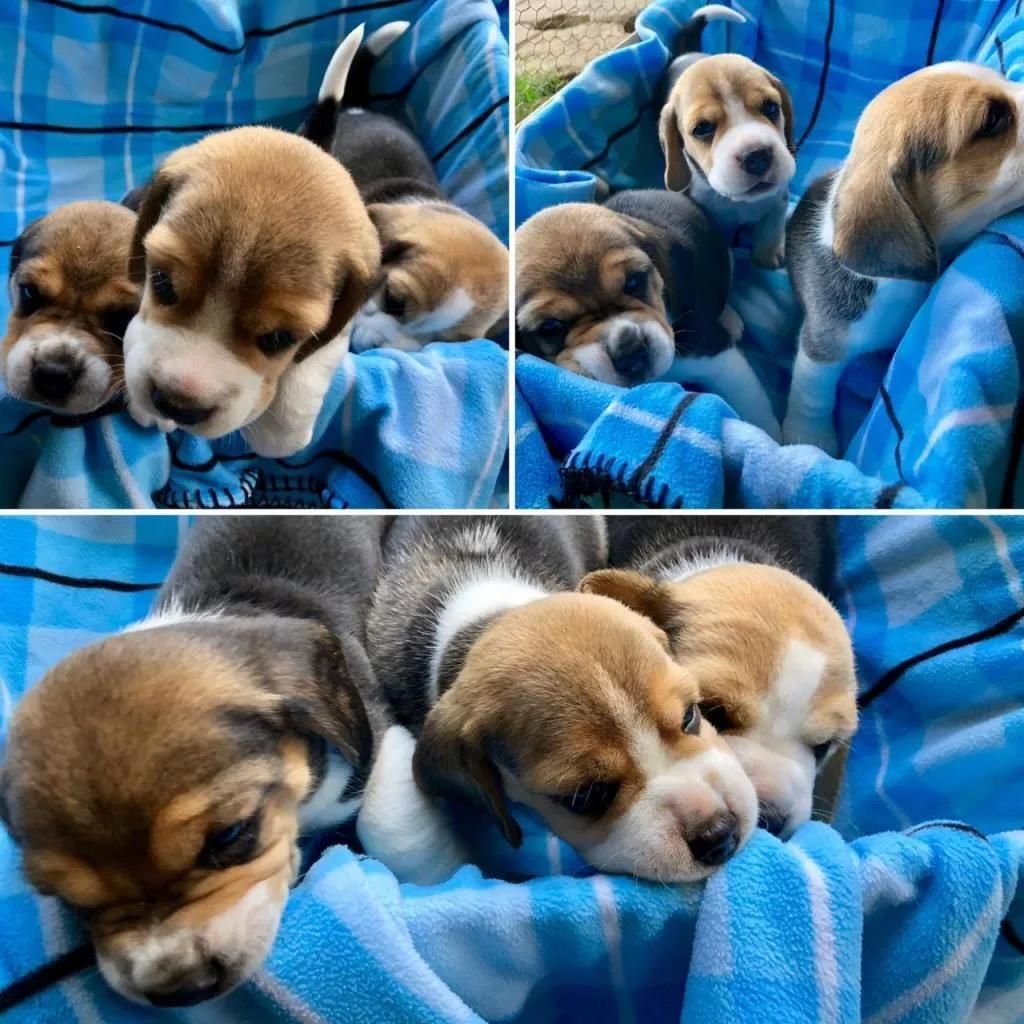 Beagles Minis