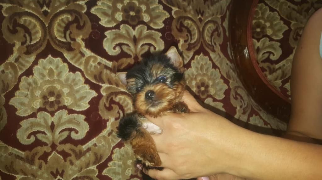 Bello Yorkie Yorkshire Hermos