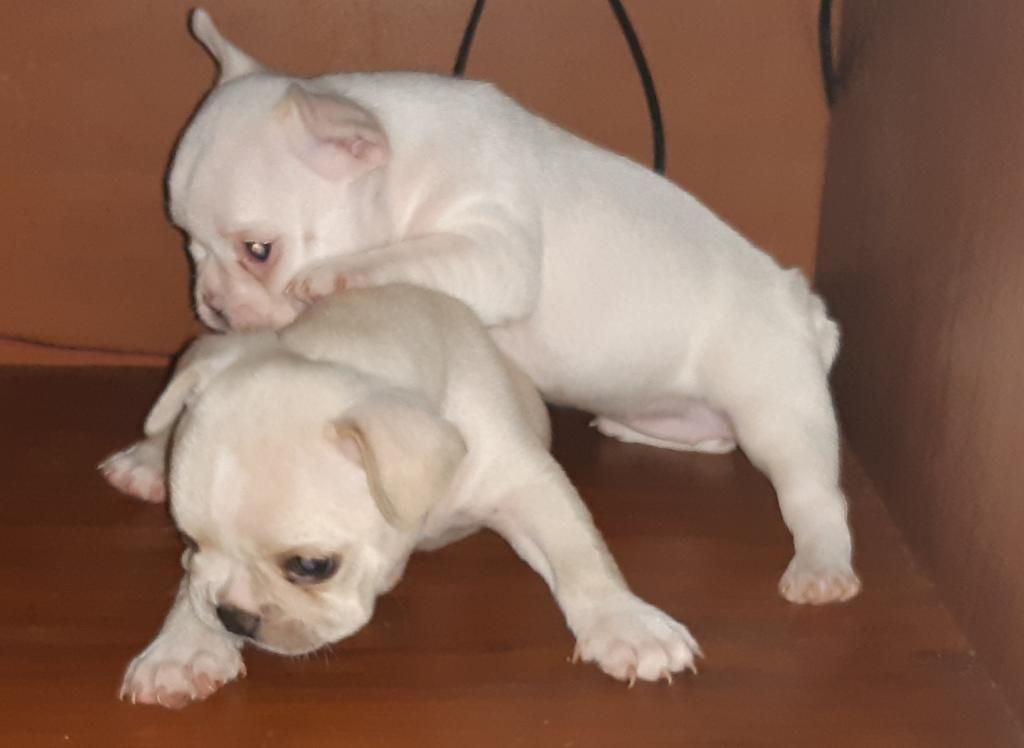 Bulldog Frances Disponibles para La Vent