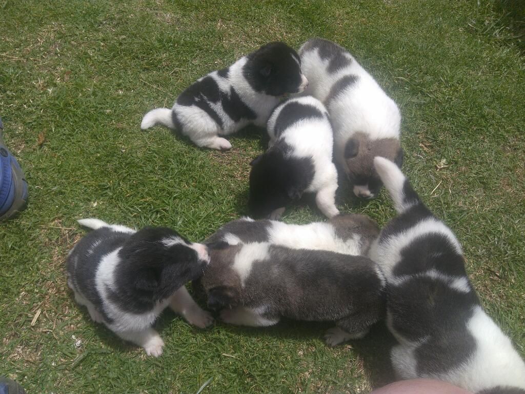 Cachorros Akita Disponible