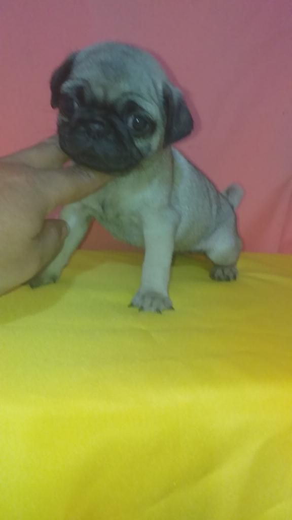 Cachorros Pug Fotografias Reales