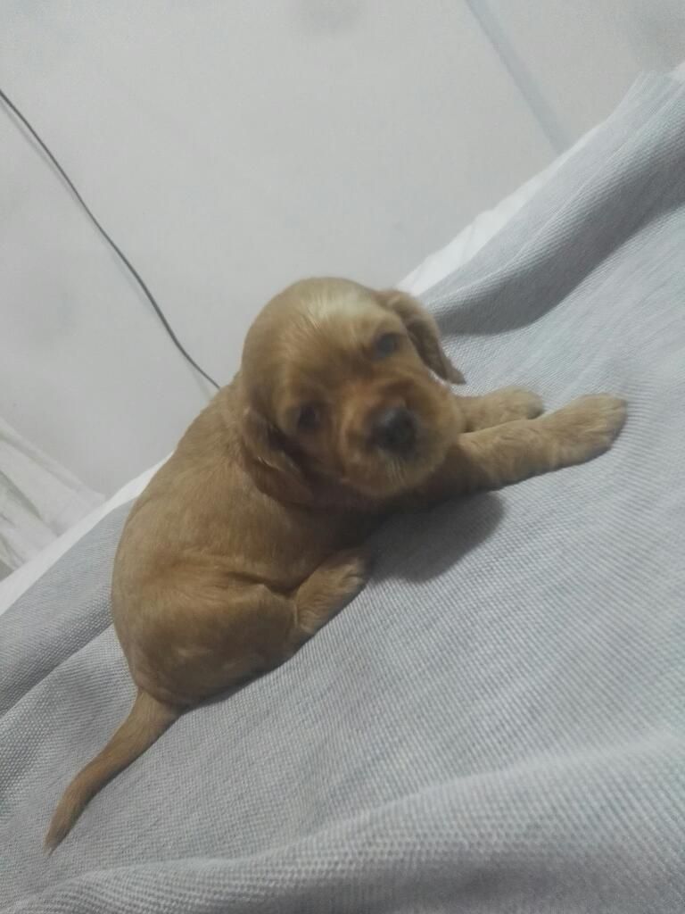 Cocker Spaniel Baby