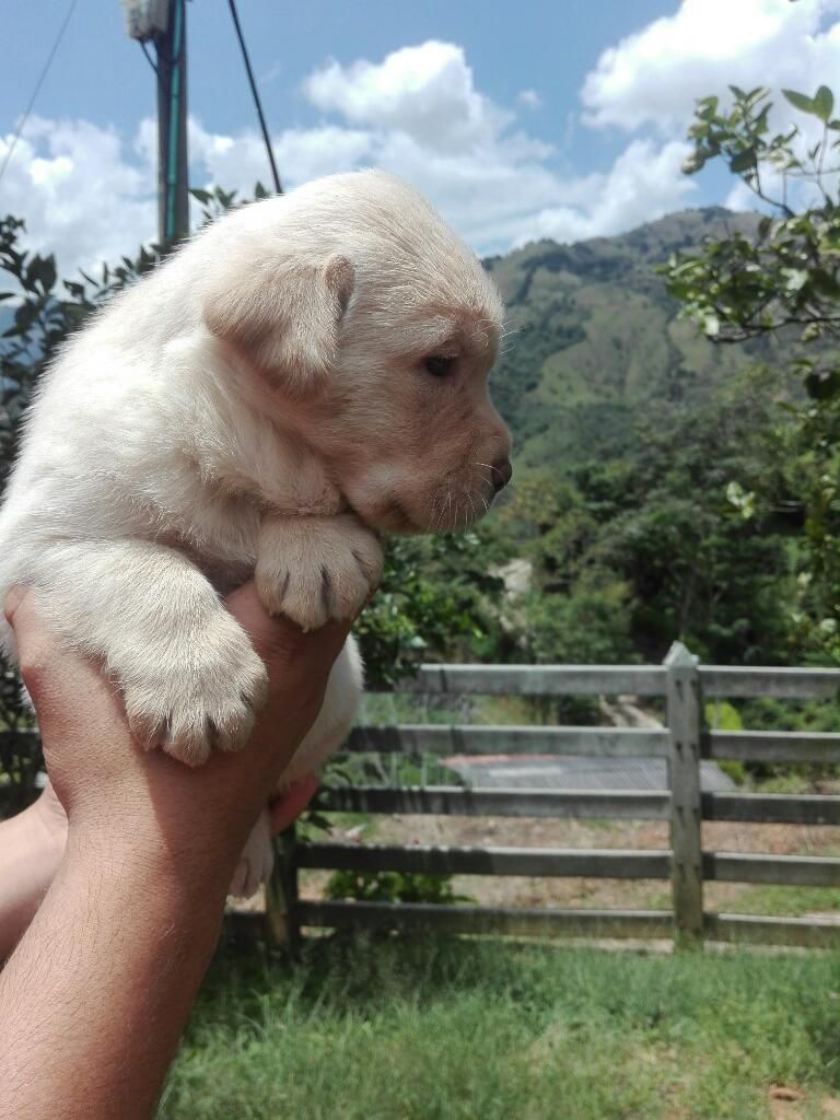 Hermosa Labradora Dorada en Medellin