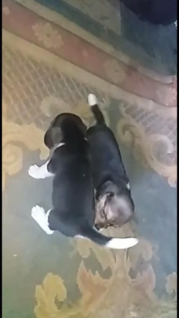 Hermosos Cachorros Beagle Tricolor