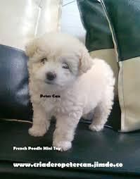 Hermosos French Poodle con Certificado