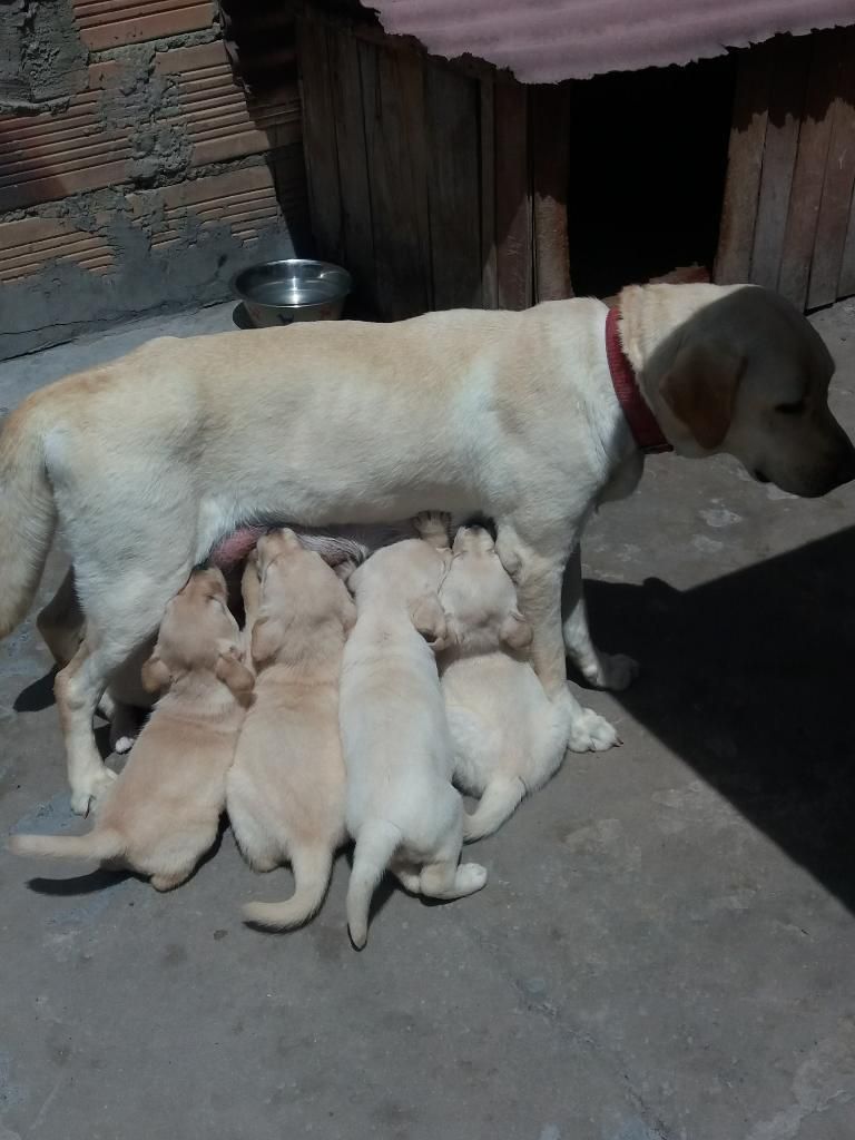 Labradores