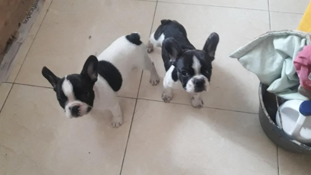 Vendo Cachorros Bulldogs Francés