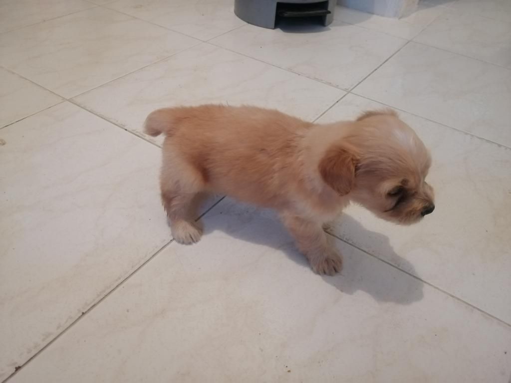 Vendo Perro, Raza French Poodle
