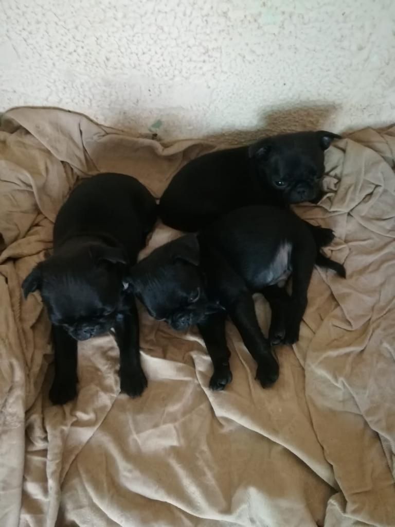 Venta de Cachorros Pug