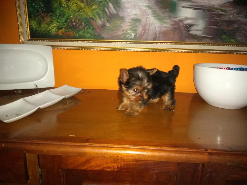 Yorkshire Terrier Super Mini