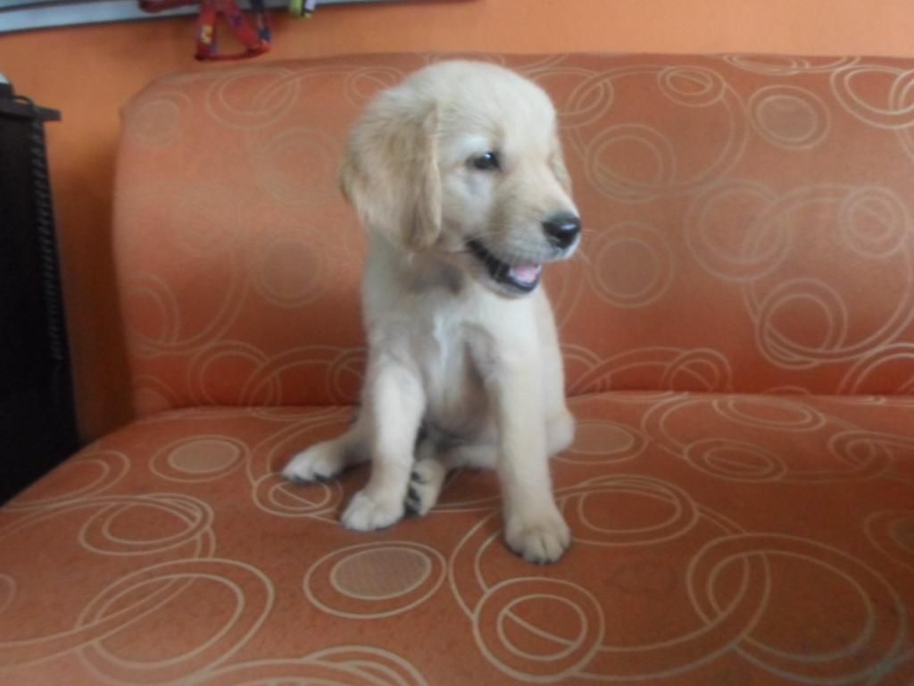 BELLOS CACHORRITOS GOLDEN RETRIEVER
