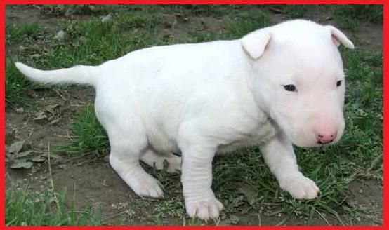 !!!BULLTERRIER CACHORROS EN VENTA CALI*VALLE DEL CAUCA!!!